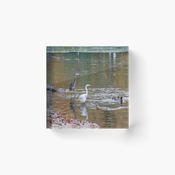 Item preview, Wading Birds Gathered for Fishing Challenge designed and sold by ShorelineImages.