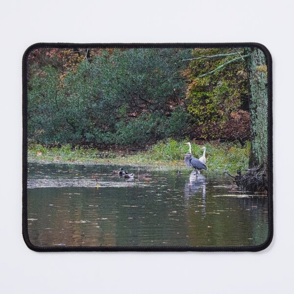 Item preview, Heron and Egrets Surprised Look designed and sold by ShorelineImages.