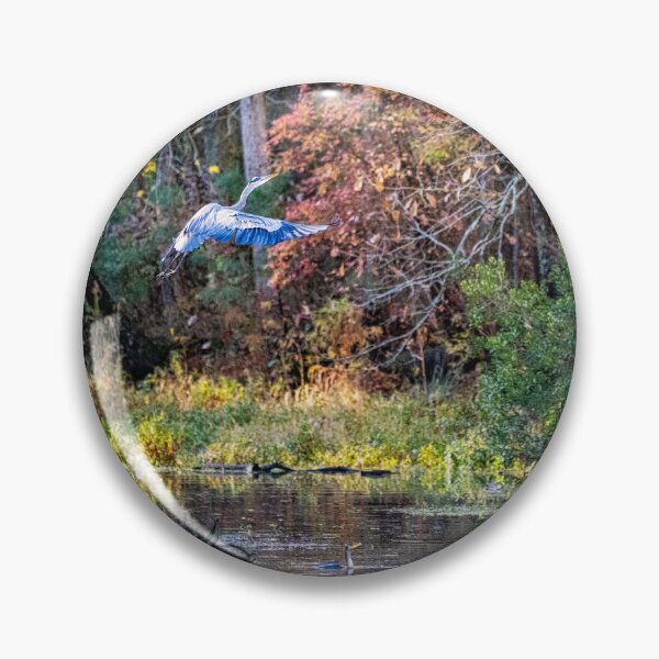 Item preview, Great Blue Heron Flaps It's Wings at Takeoff designed and sold by ShorelineImages.