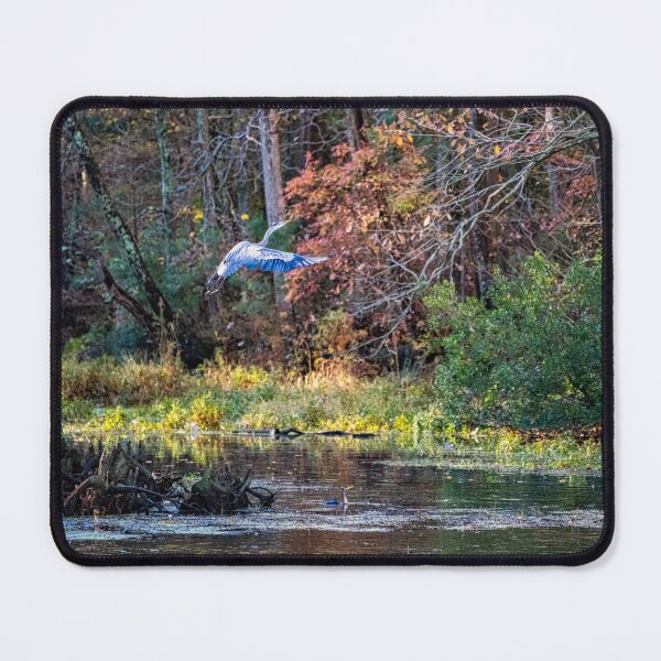 Item preview, Great Blue Heron Flaps It's Wings at Takeoff designed and sold by ShorelineImages.