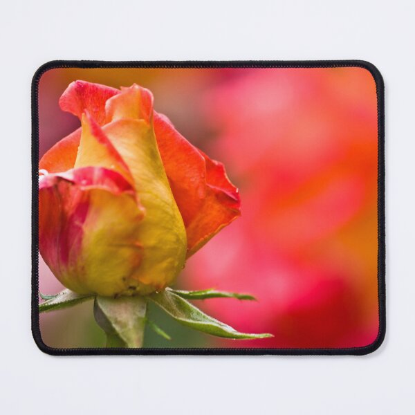 Item preview, Red-Yellow Rose designed and sold by Onur Guner Guray.