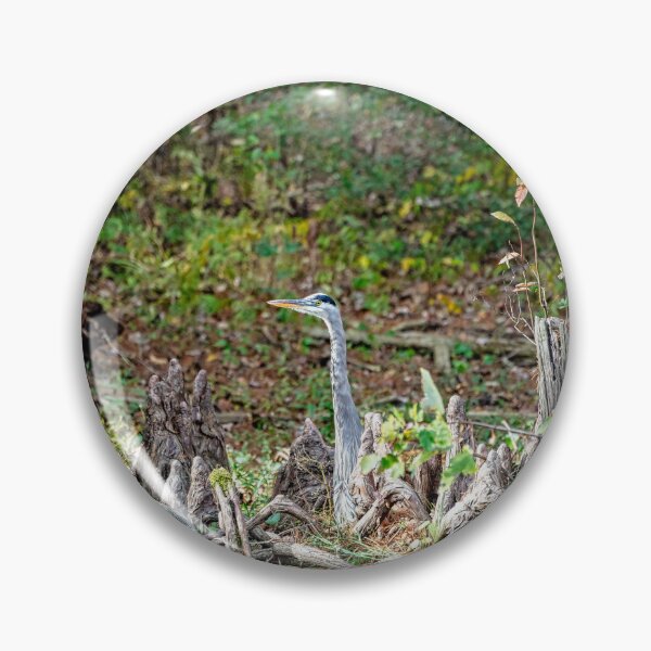 Item preview, Great Blue Heron Posing as Cypress Tree Root designed and sold by ShorelineImages.