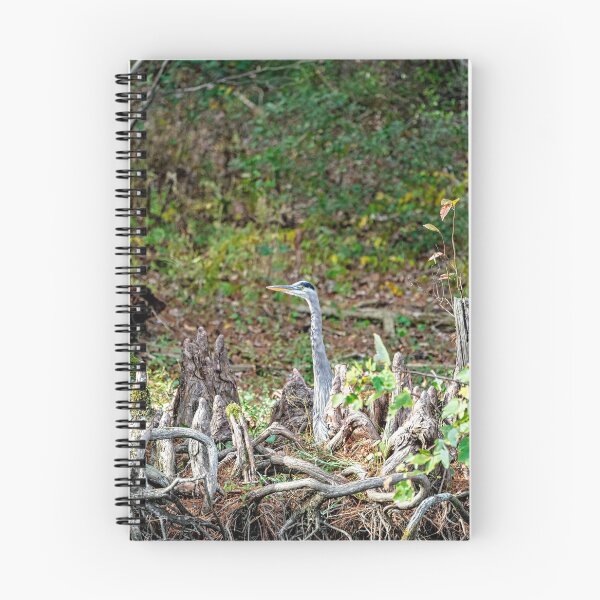 Item preview, Great Blue Heron Posing as Cypress Tree Root designed and sold by ShorelineImages.