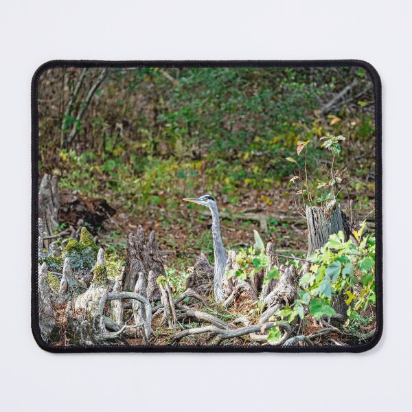 Item preview, Great Blue Heron Posing as Cypress Tree Root designed and sold by ShorelineImages.