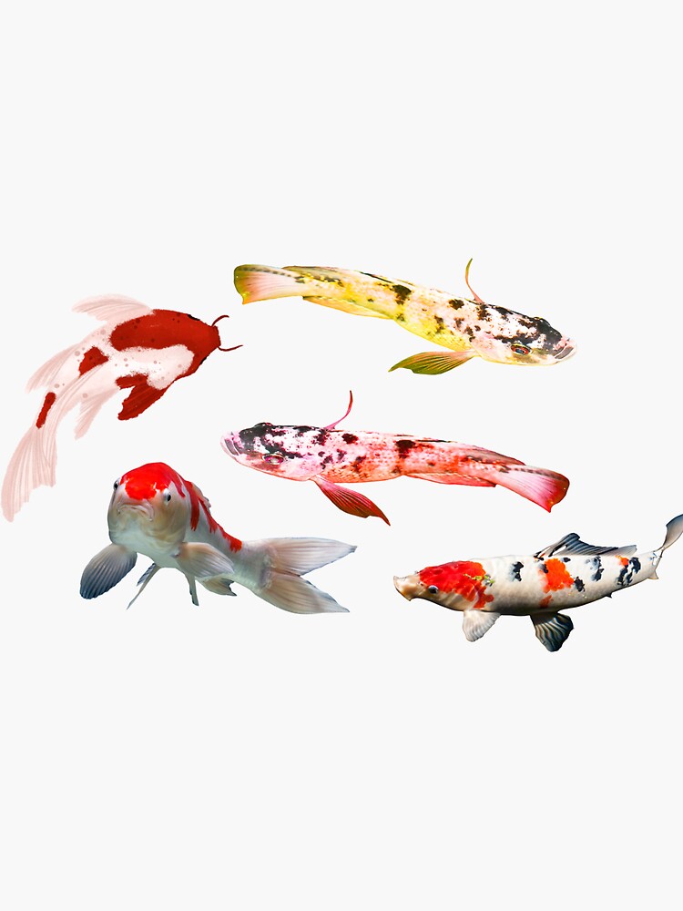 "koi fish Koi Fishes" Sticker for Sale by GamingMads Redbubble
