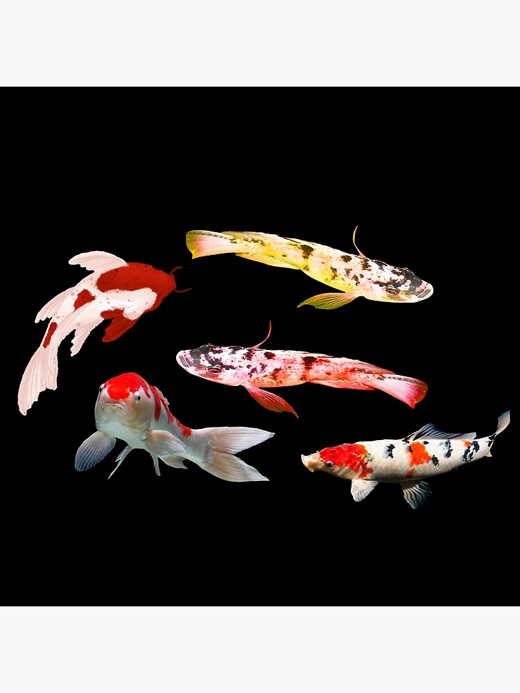 "koi fish Koi Fishes" Poster for Sale by GamingMads Redbubble