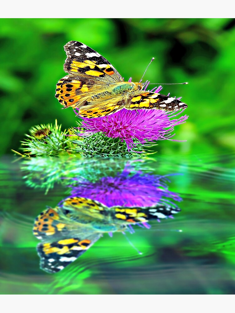 Butterfly reflection. by ScenicViewPics