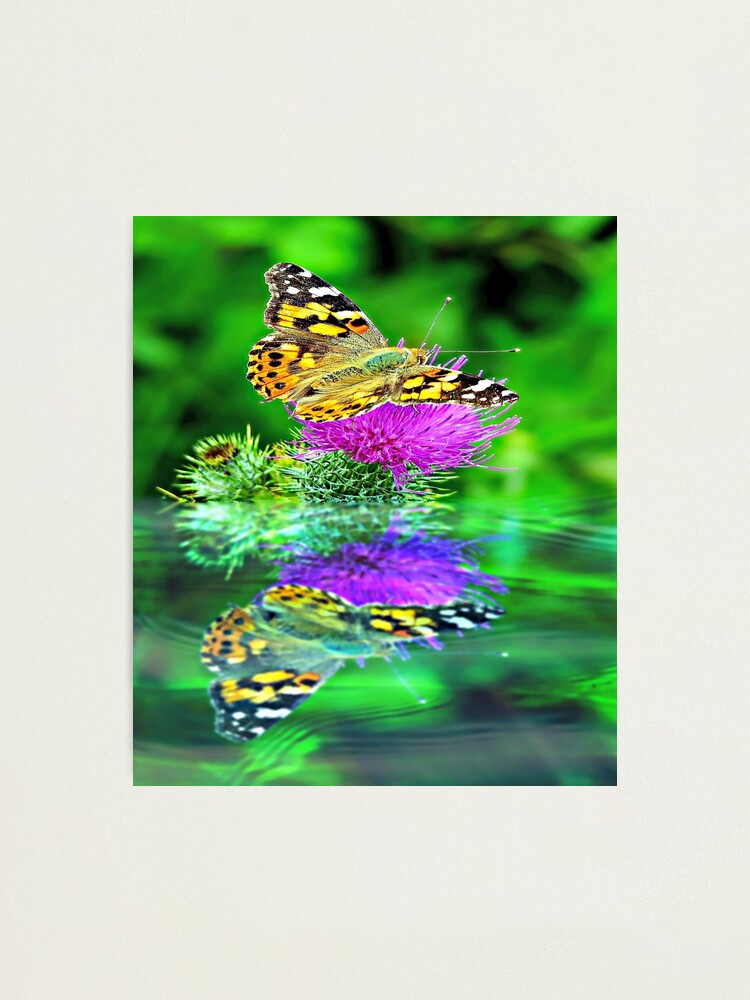 Alternate view of Butterfly reflection. Photographic Print