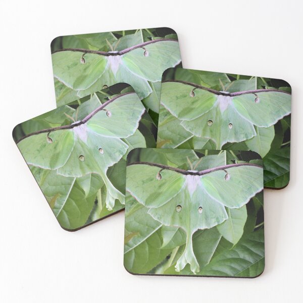 Item preview, Luna Moth designed and sold by Pisgah Astronomical Research Institute.