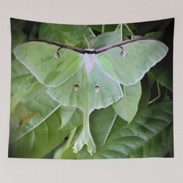 Item preview, Luna Moth designed and sold by Pisgah Astronomical Research Institute.