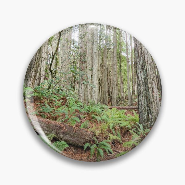 Artikelvorschau, Redwoods und Farne entworfen und verkauft von Miriam Gordon.