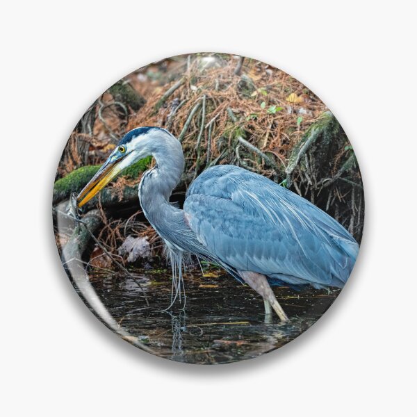 Item preview, Great Blue Heron Catches a Small Fish designed and sold by ShorelineImages.