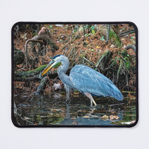 Item preview, Great Blue Heron Catches a Small Fish designed and sold by ShorelineImages.
