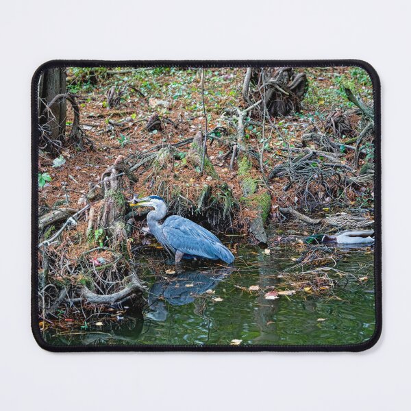 Item preview, Great Blue Heron Fishing Big Bethel Reservoir designed and sold by ShorelineImages.