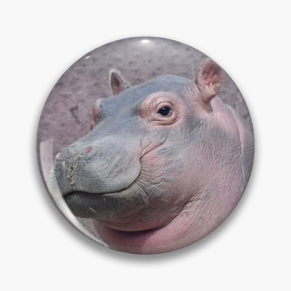Artikelvorschau, Baby Hippo Fritz im Cincinnati Zoo and Botanical Garden entworfen und verkauft von Zoo and Nature Photography by Karie.