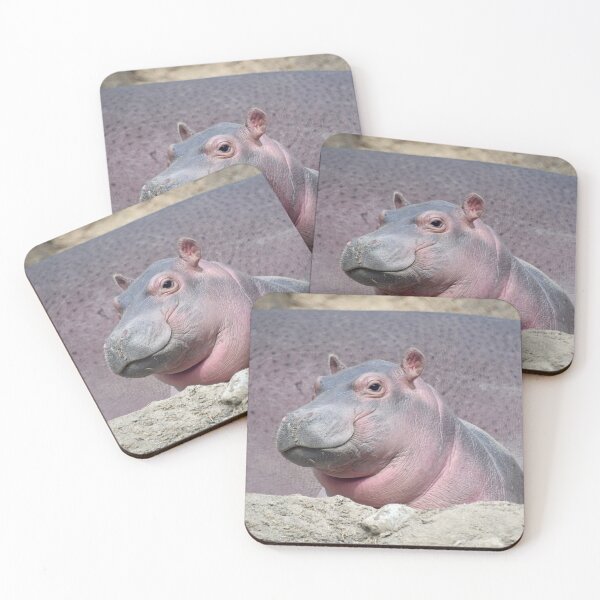 Item preview, Baby Hippo Fritz at the Cincinnati Zoo and Botanical Garden designed and sold by Zoo and Nature Photography by Karie.