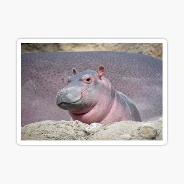 Baby Hippo Fritz at the Cincinnati Zoo and Botanical Garden Sticker