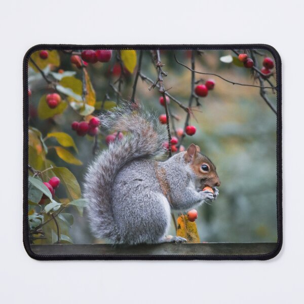 Item preview, Squirrel take some Breakfast designed and sold by BaliChili.
