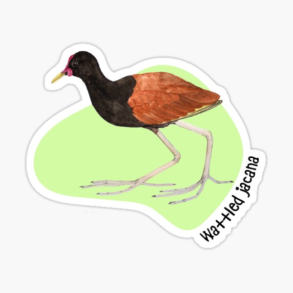 Wattled Jacana Sticker