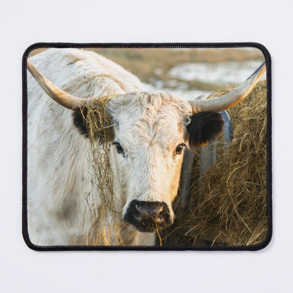 Item preview, White Park Cow designed and sold by Jane Stanley Photography.