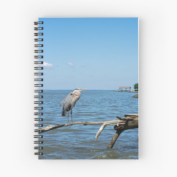 Item preview, Great Blue Heron Perched on end of Driftwood designed and sold by ShorelineImages.