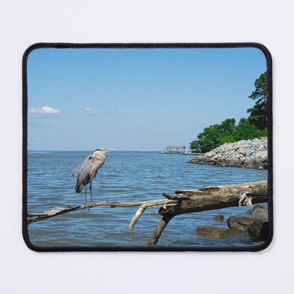 Item preview, Great Blue Heron Perched on end of Driftwood designed and sold by ShorelineImages.