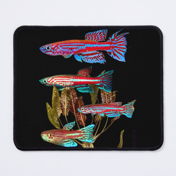 Item preview, Killifish Aphyosemion ogoense and Cryptocoryne moehlmannii designed and sold by killies.