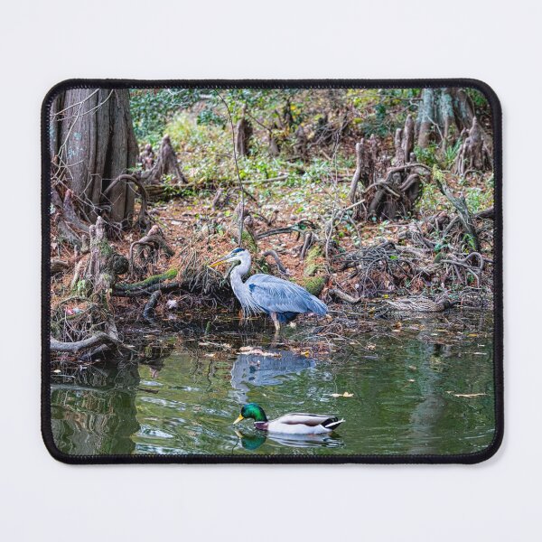 Item preview, Great Blue Heron and Mallard Duck Fishing designed and sold by ShorelineImages.