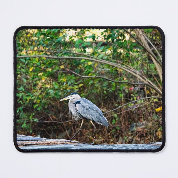 Item preview, Great Blue Heron on Wooden Dock designed and sold by ShorelineImages.