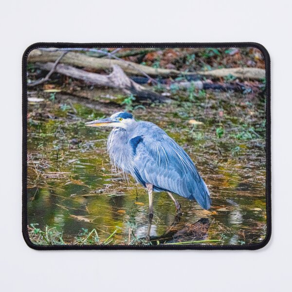 Item preview, Great Blue Heron Standing at Edge of Lake designed and sold by ShorelineImages.