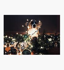 Corgi Christmas Photographic Print