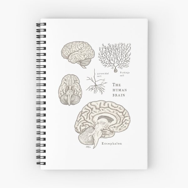 Item preview, The human brain: scientific illustration designed and sold by mangui.