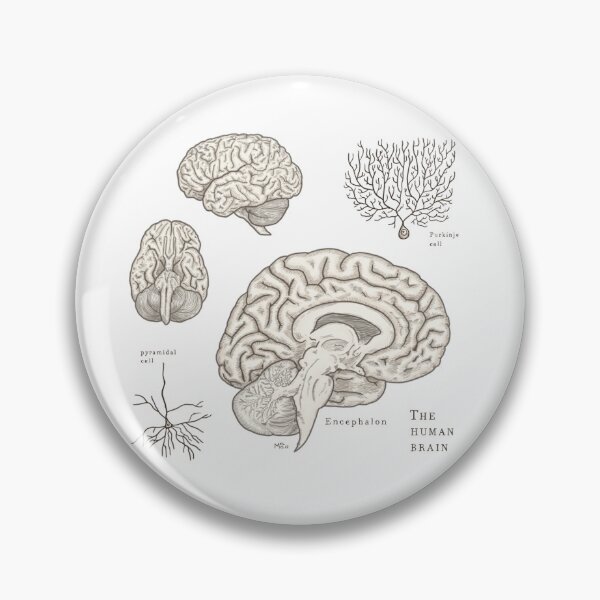 Item preview, The human brain: scientific illustration designed and sold by mangui.
