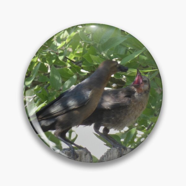 Item preview, Mother and Juvenile Grackle designed and sold by Birds-by-Bovi.