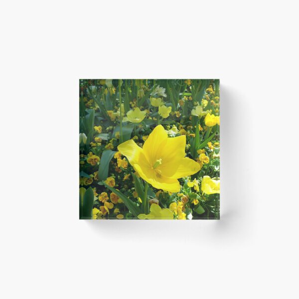 Artikelvorschau, Gelbe Frühlingsblume entworfen und verkauft von KeksWorkroom.