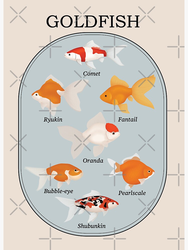 Goldfish Varieties and breeds 