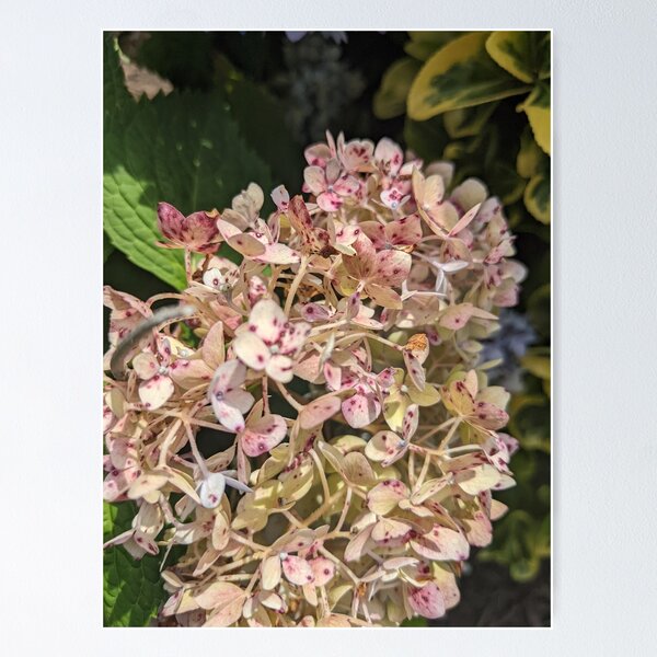Item preview, Spotted Hydrangea designed and sold by TheRealDanniX.