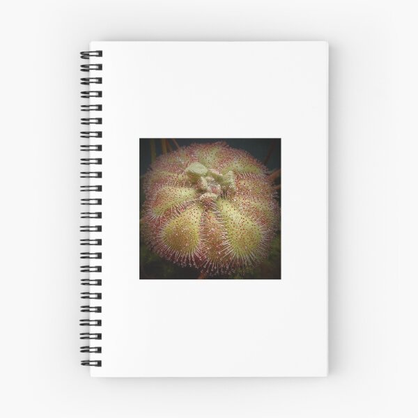 Item preview, Drosera natalensis #1 up close designed and sold by Deathplant.