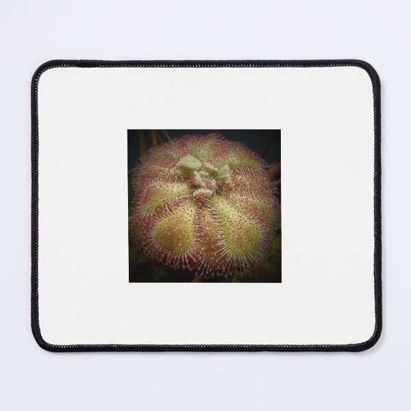 Item preview, Drosera natalensis #1 up close designed and sold by Deathplant.