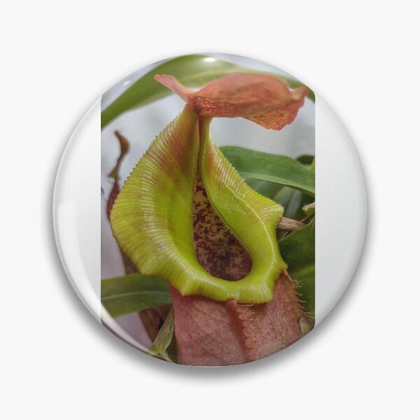 Item preview, Nepenthes pitcher hybrid #2 designed and sold by Deathplant.