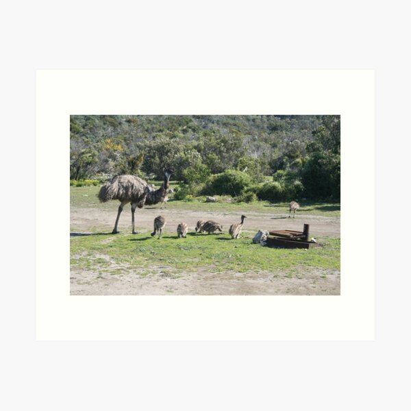 Item preview, Emus at Coffin Bay National Park,S.A. designed and sold by elphonline.