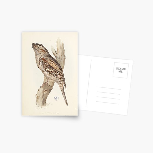 Item preview, Tawny Frogmouth Illustration designed and sold by State Library of South Australia.
