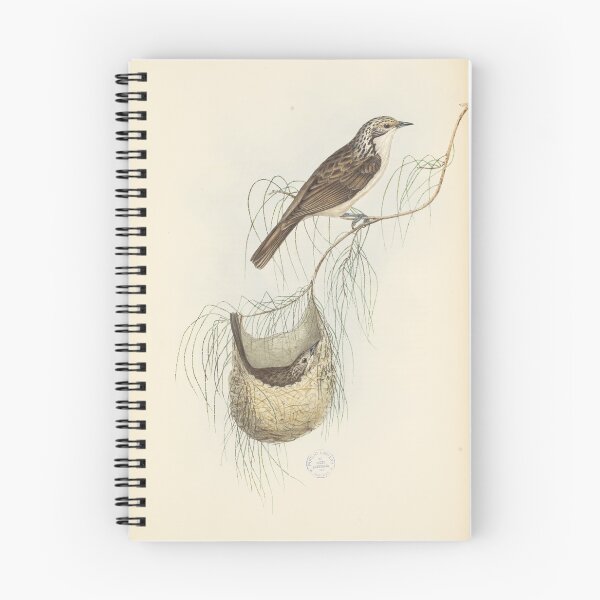 Item preview, Striped Honeyeater illustration designed and sold by State Library of South Australia.