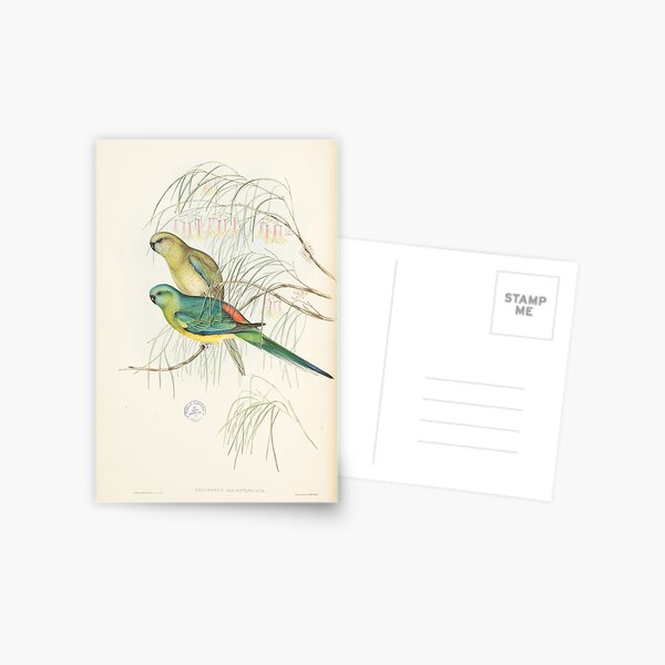 Item preview, Red rumped parrot designed and sold by State Library of South Australia.