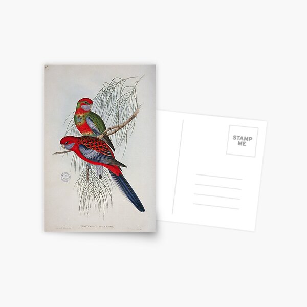 Item preview, Crimson Rosella illustration designed and sold by State Library of South Australia.