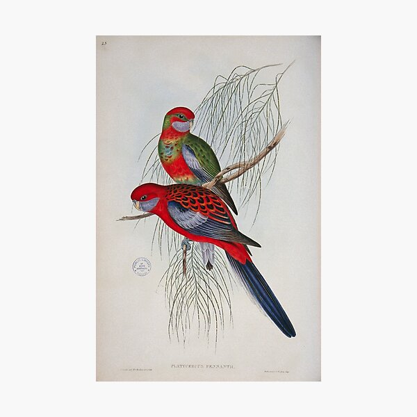 Item preview, Crimson Rosella illustration designed and sold by State Library of South Australia.