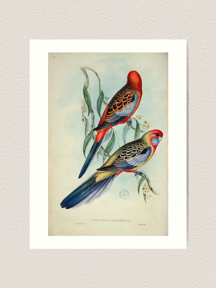 Adelaide Rosella illustration&quot; Art Print for Sale by State Library 