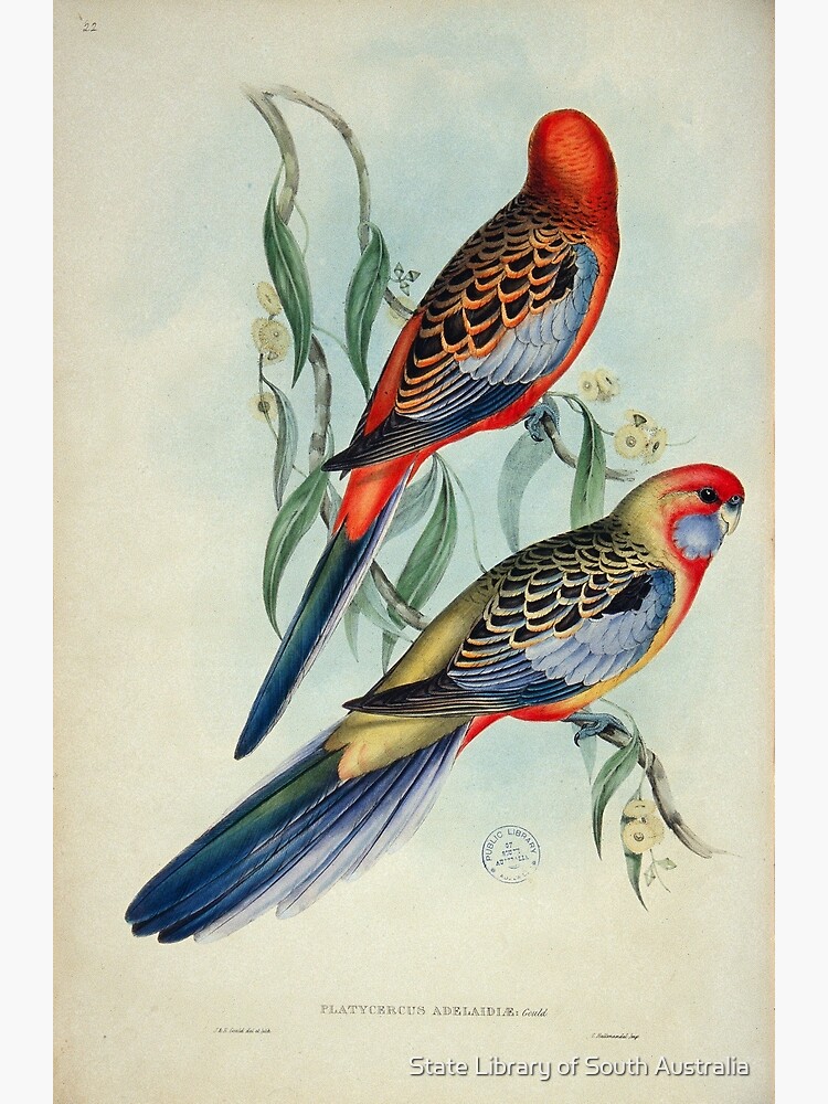Adelaide Rosella illustration&quot; Photographic Print for Sale by 