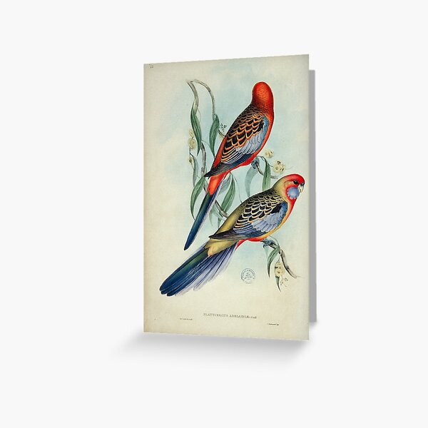 Item preview, Adelaide Rosella illustration designed and sold by State Library of South Australia.