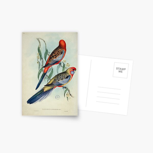 Item preview, Adelaide Rosella illustration designed and sold by State Library of South Australia.